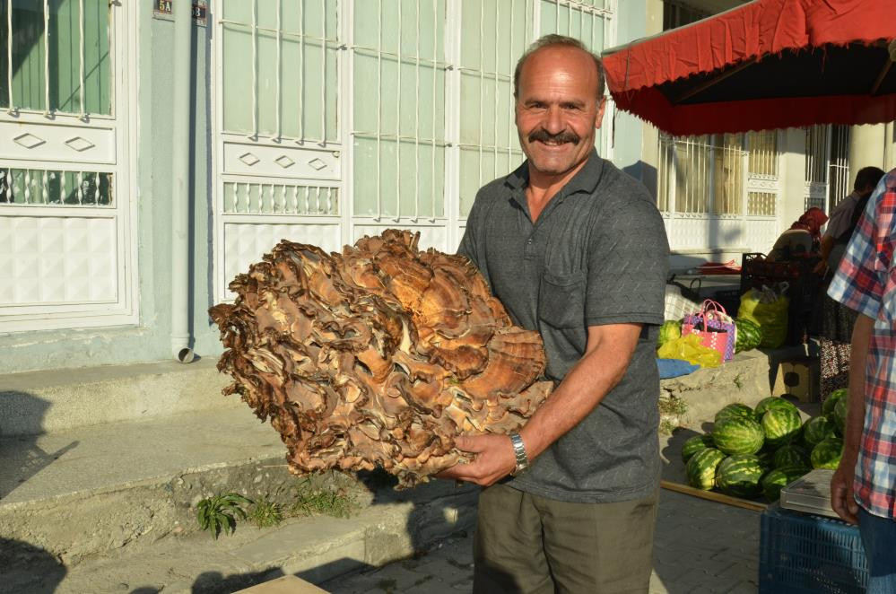 37 Kiloluk mantar buldu: Kilogramını 40 liraya satıyor
