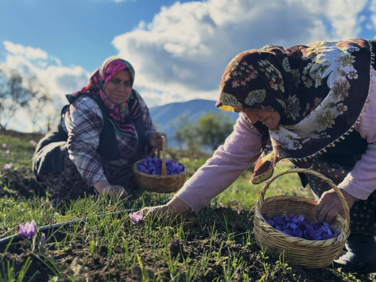 AB tescilli safranın hasadı sürüyor