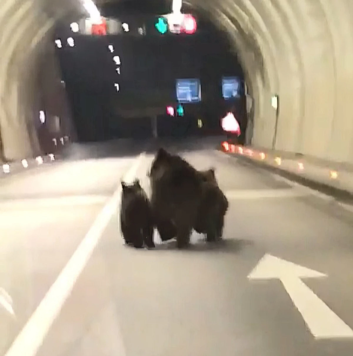 Amasra t&uuml;nelinde 3 ayı g&ouml;r&uuml;nt&uuml;lendi