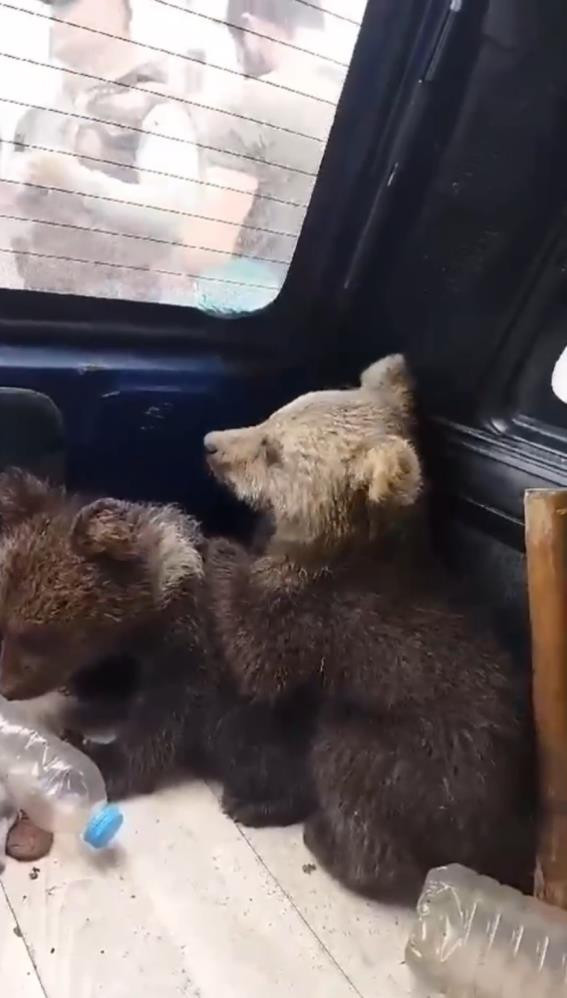Annelerini kaybeden minik ayıların imdadına köylüler yetişti