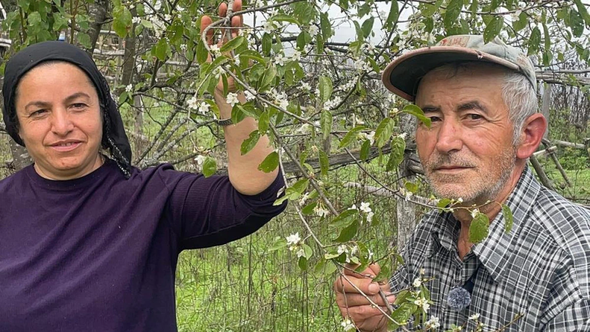 Bartın'da ağaçlar bir yılda ikinci kez çiçek açtı