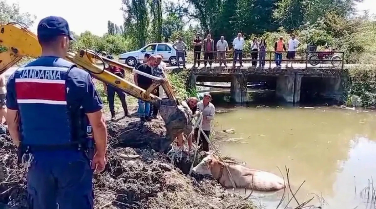 Bartın'da su i&ccedil;mek i&ccedil;in dereye giren bir inek &ccedil;amura saplandı