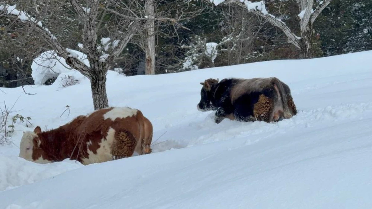 B&uuml;y&uuml;kbaş hayvanların karla imtihanı dronla g&ouml;r&uuml;nt&uuml;lendi