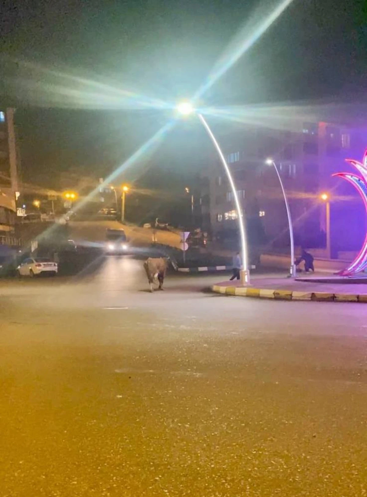 Caddede ilerleyen b&uuml;y&uuml;kbaş hayvanlar kamerada