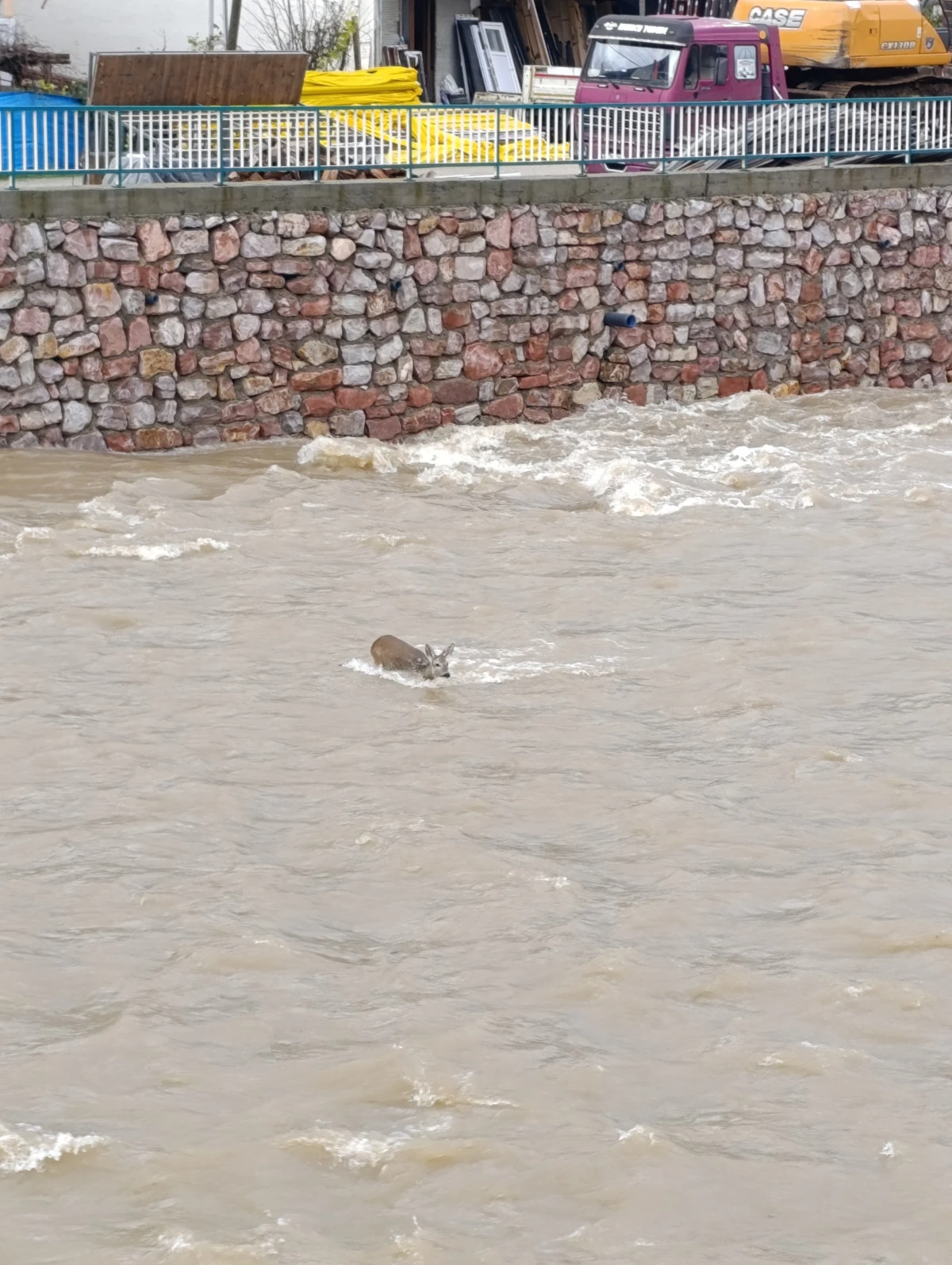 &Ccedil;aya d&uuml;şen karaca kurtarıldı