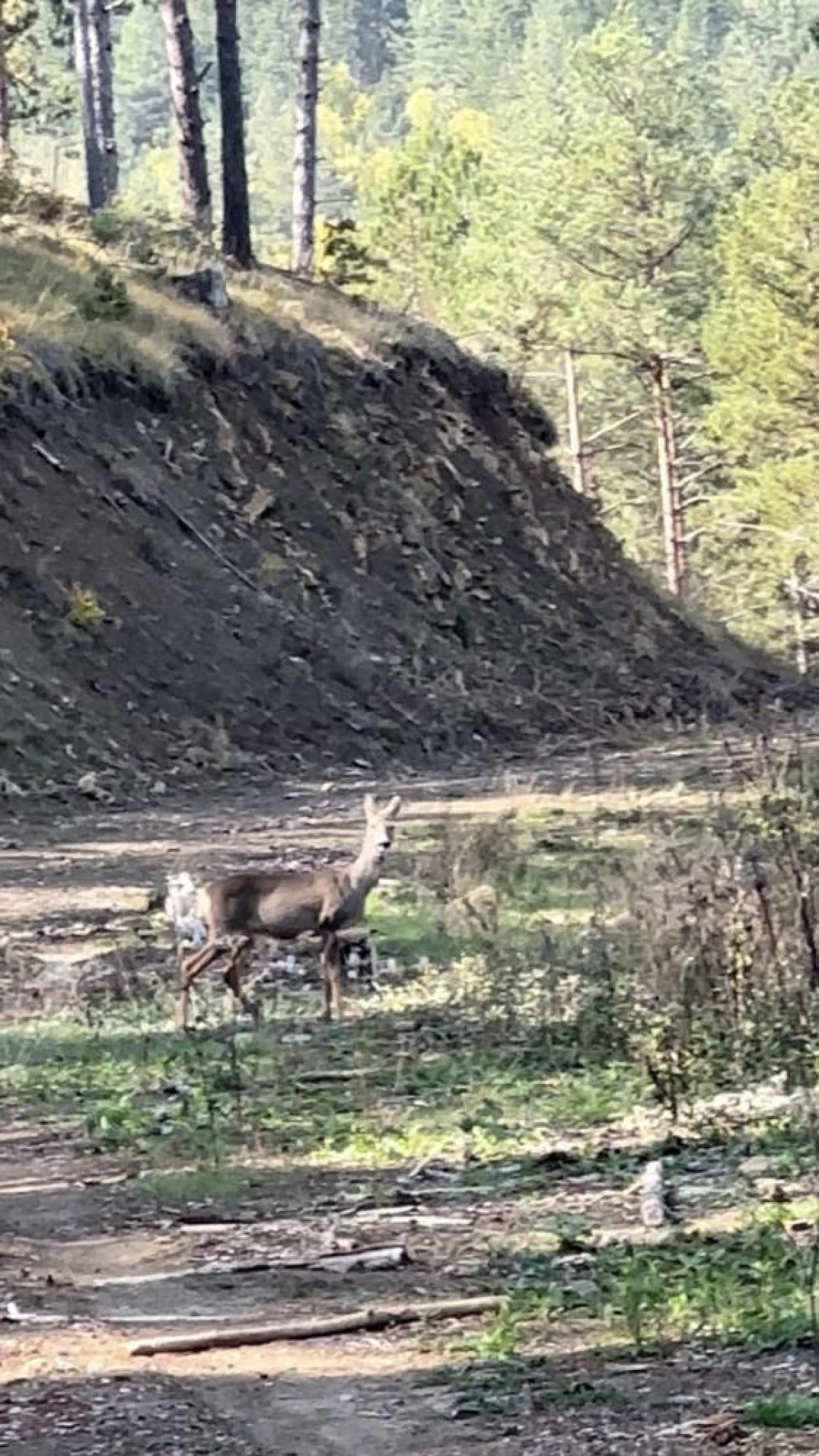 Karabük ormanlarında erkek geyik ve karaca görüntülendi