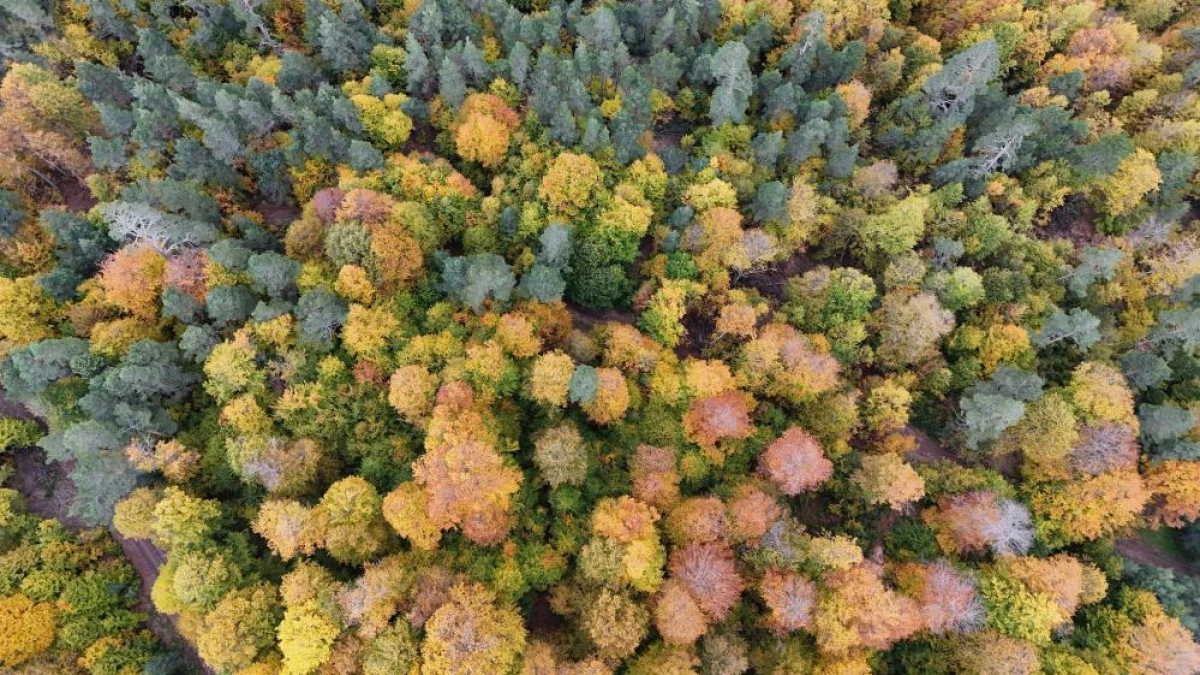 Karabük ormanlarındaki sonbahar renkleri mest ediyor