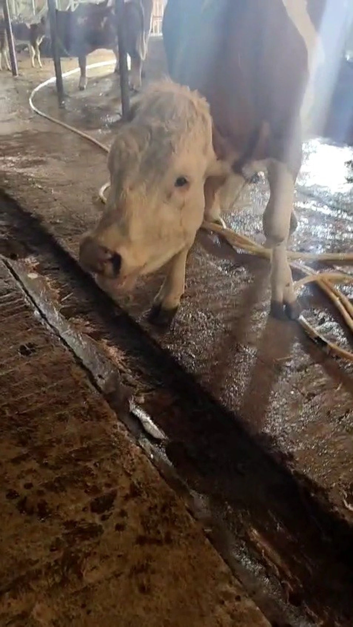 Karabük’te 3 inek şap hastalığından telef oldu