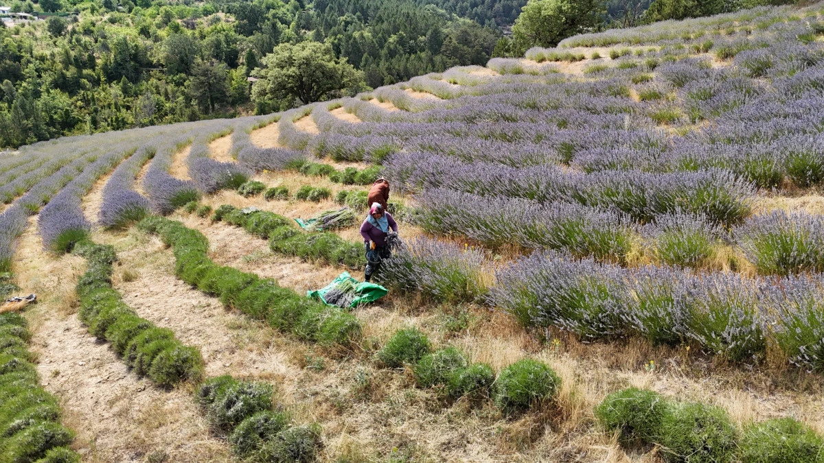 Karabük'te ‘Lavanta Kokulu Safran Bahçesi'nden 5 ton lavanta hasat edildi