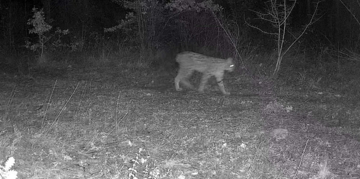 Karabük'te vaşak ve yavrusu ile kurt, fotokapana yansıdı