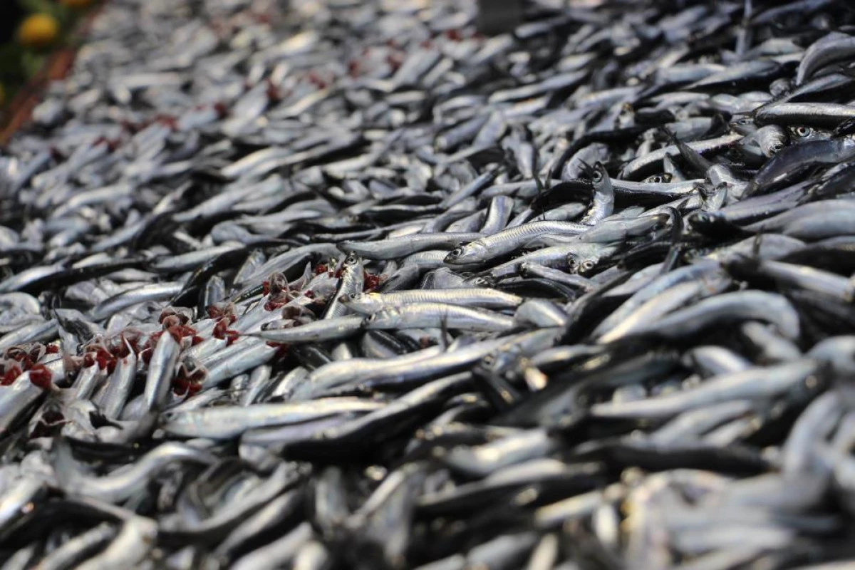 Karadeniz fırtınası' balık tezgahlarını vurdu