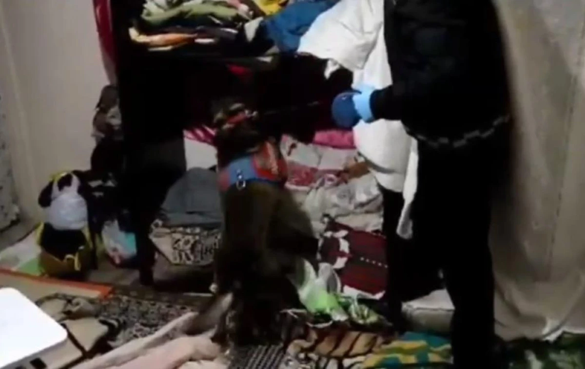 Kastamonu'da uyuşturucu operasyonlarında 9 g&ouml;zaltı