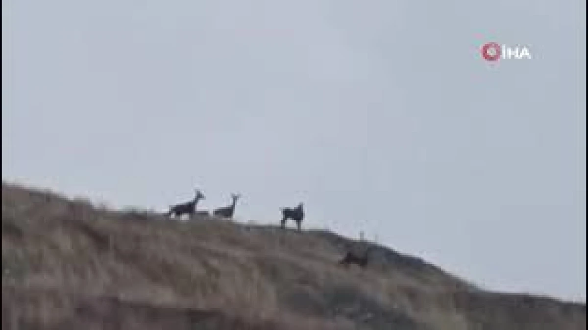 Kastamonu'nda kızıl geyikler kameralara yansıdı