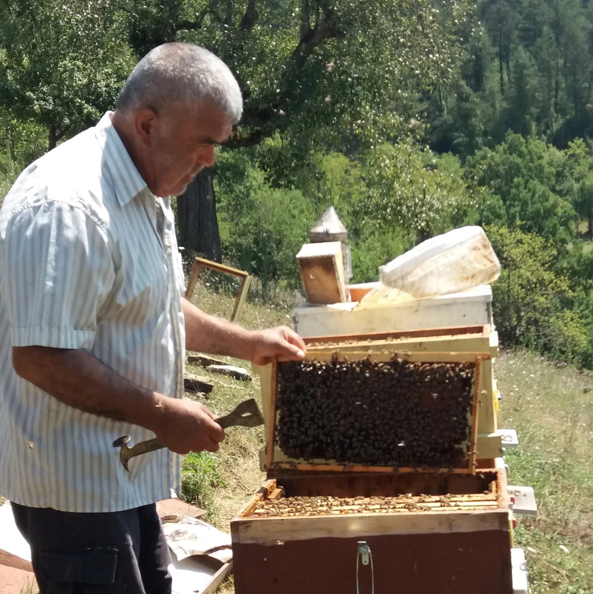 Kestiği ağacın altında yaralanan  emekli gardiyan hayatını kaybetti