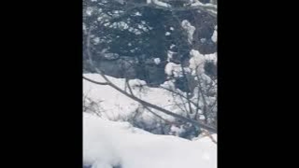 Ormanlık alanda yiyecek arayan karacalar g&ouml;r&uuml;nt&uuml;lendi