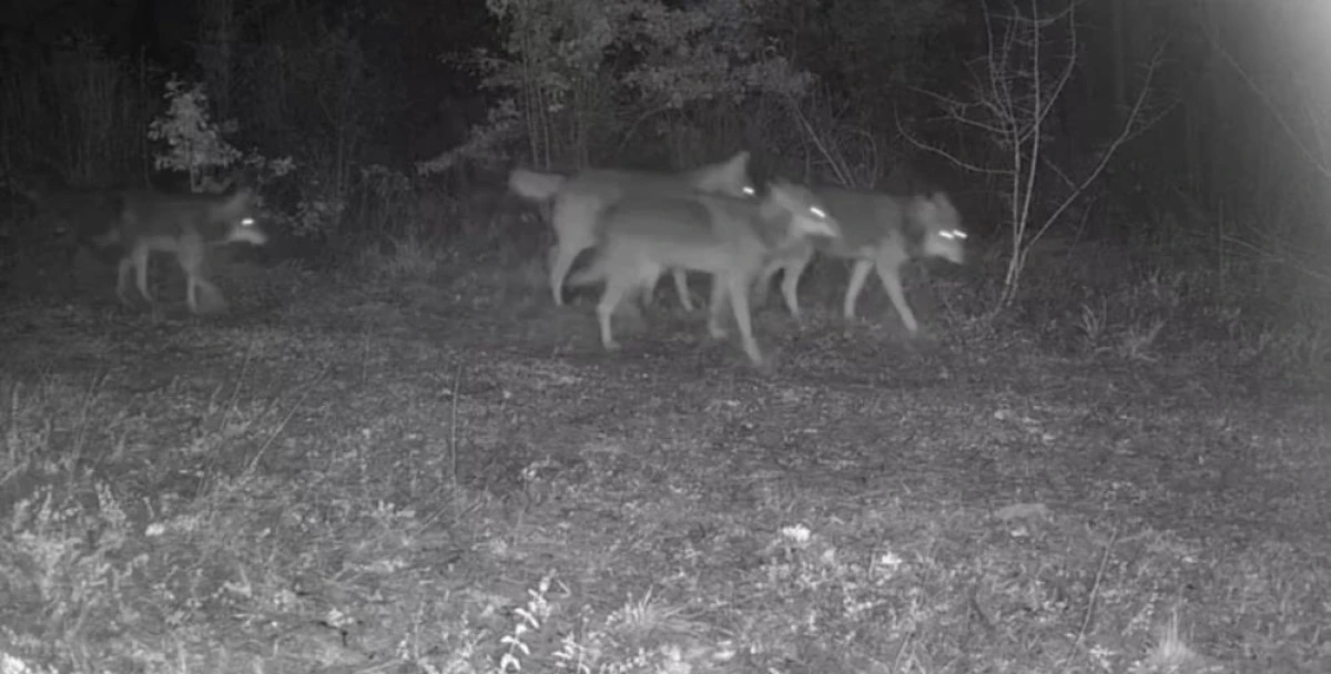 Ovacık'taki yaban hayatı kamerada