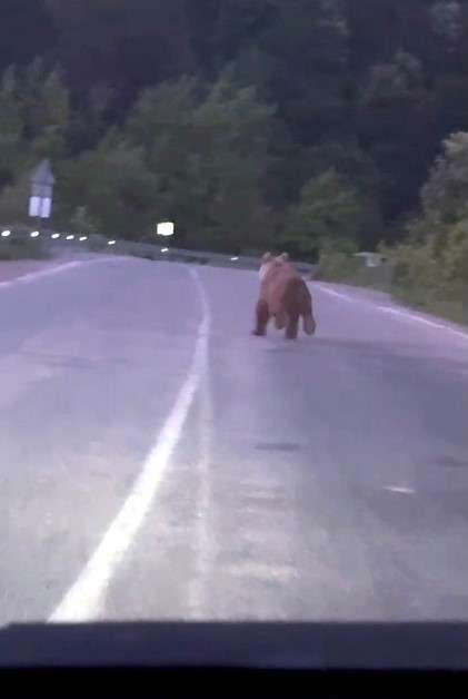 Bartın'da seyir halindeki aracın önüne ayı çıktı