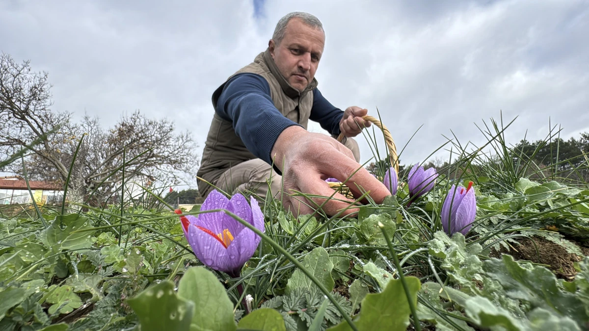 Soğuk ve yağışlı hava ‘dünyanın en pahalı baharatı'nda hasat süresini uzattı