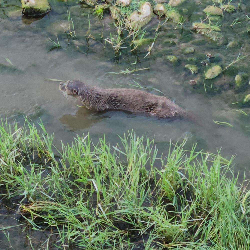 Su samuru görüntülendi