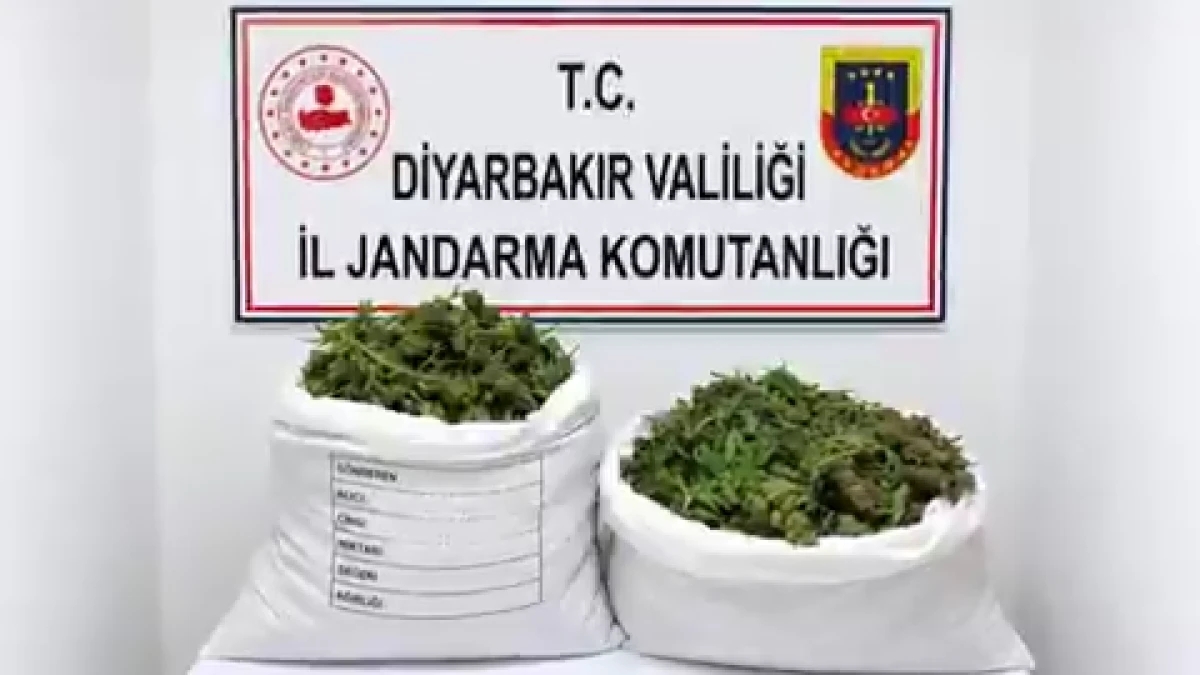 Uyuşturucu operasyonu: 48 bin 579 k&ouml;k kenevir ve skunk imha edildi