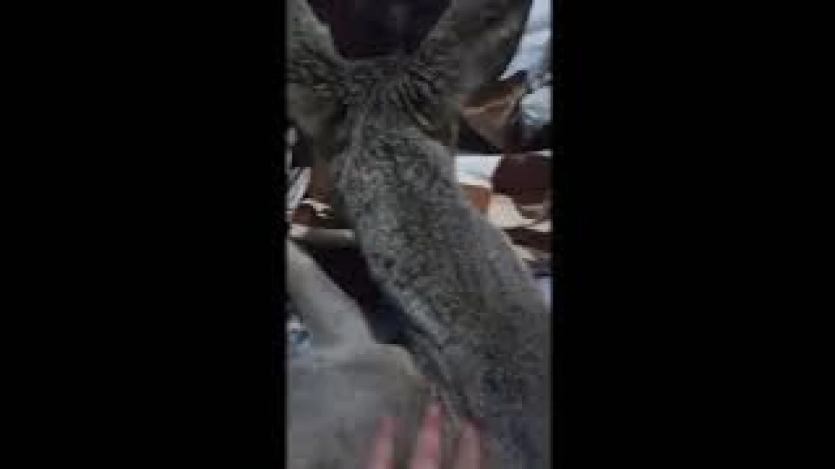 Yaralı Karacaya koruma altına alındı