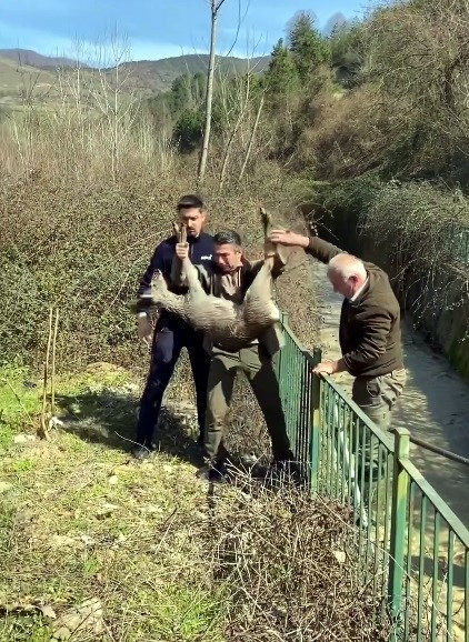 Su kanalında düşen karaca kurtarıldı