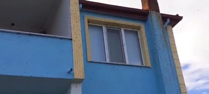 Bartın'da kahverengi kokarca istilası kabusa dönüştü