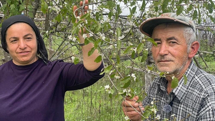 Bartın'da ağaçlar bir yılda ikinci kez çiçek açtı